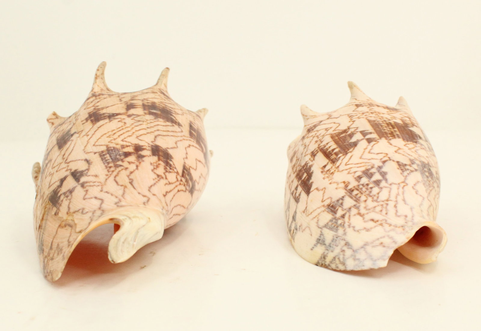 (5) Sea Shells - 5
