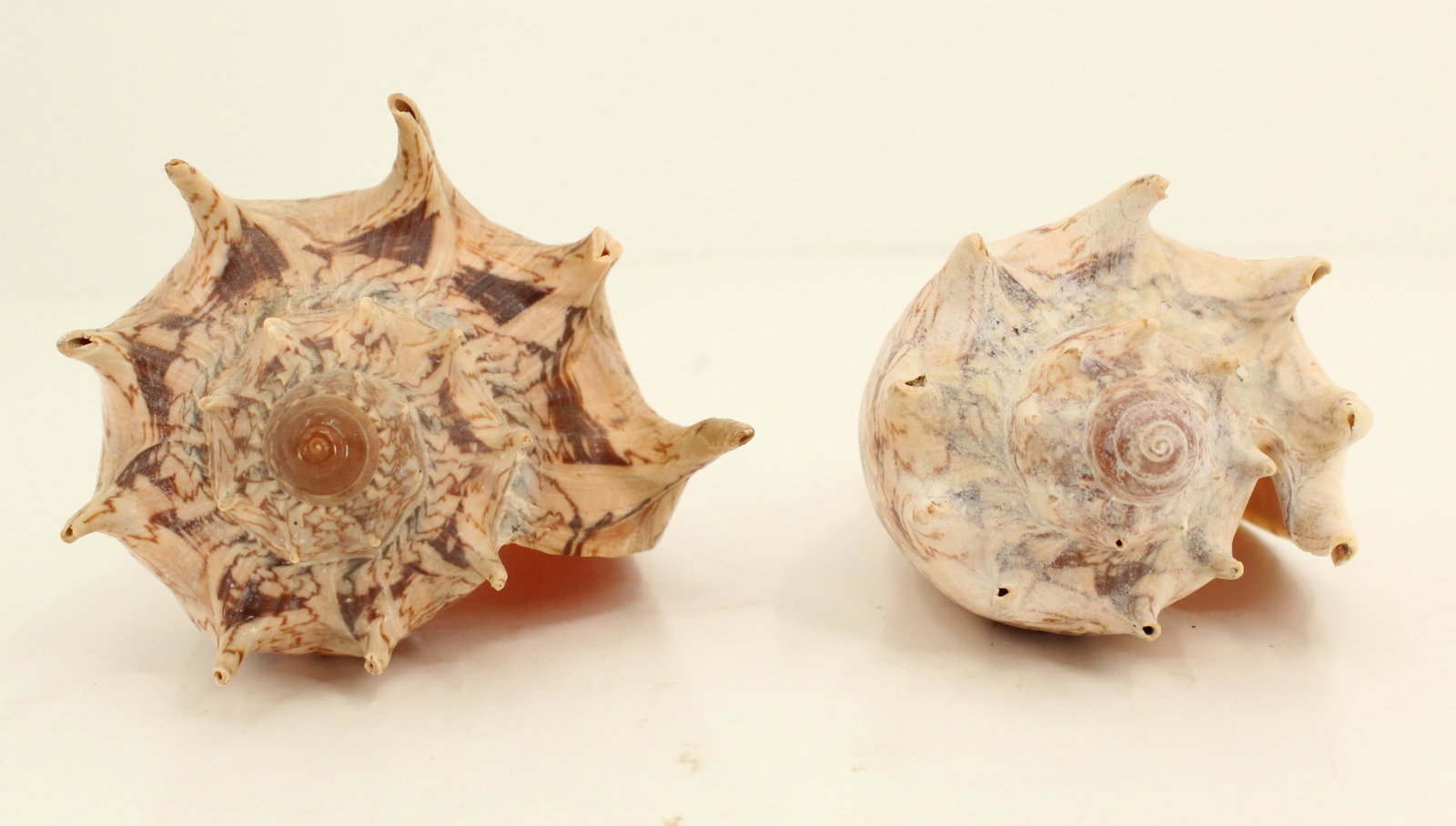(5) Sea Shells - 7