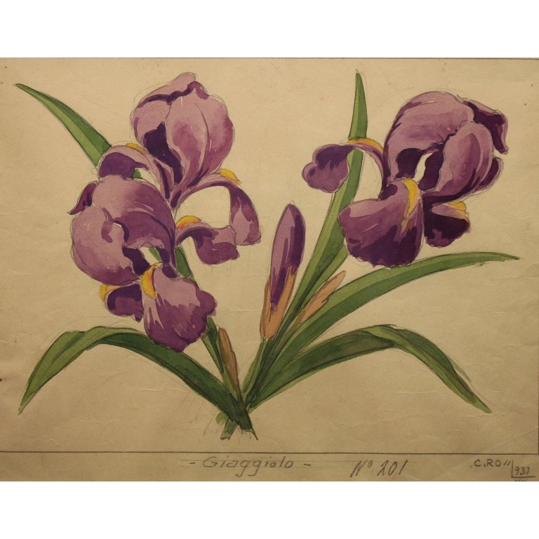 Carla Rossi (Italian early 20th C.) "Iris" (1 of 4)