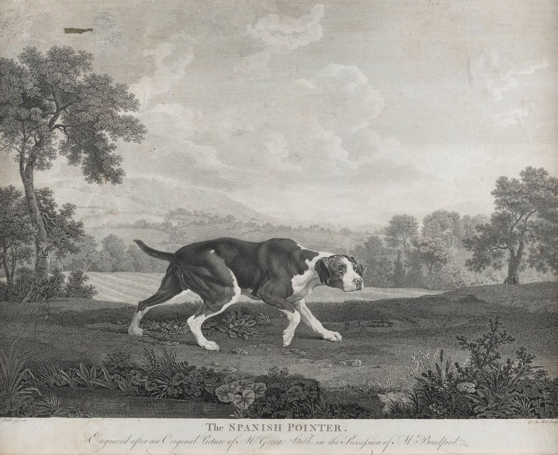 WILLIAM WOOLLETT 1735 Maidstone - 1785 London 'THE SPANISH: WILLIAM WOOLLETT 1735 Maidstone - 1785 London 'THE SPANISH POINTER' AFTER GEORGE STUBBS (CA. 1768) Engraving on paper. Visual size 44 x 55 cm (f. 51 x 62 cm). Inscribed in the plate 'W. Woollett sculp