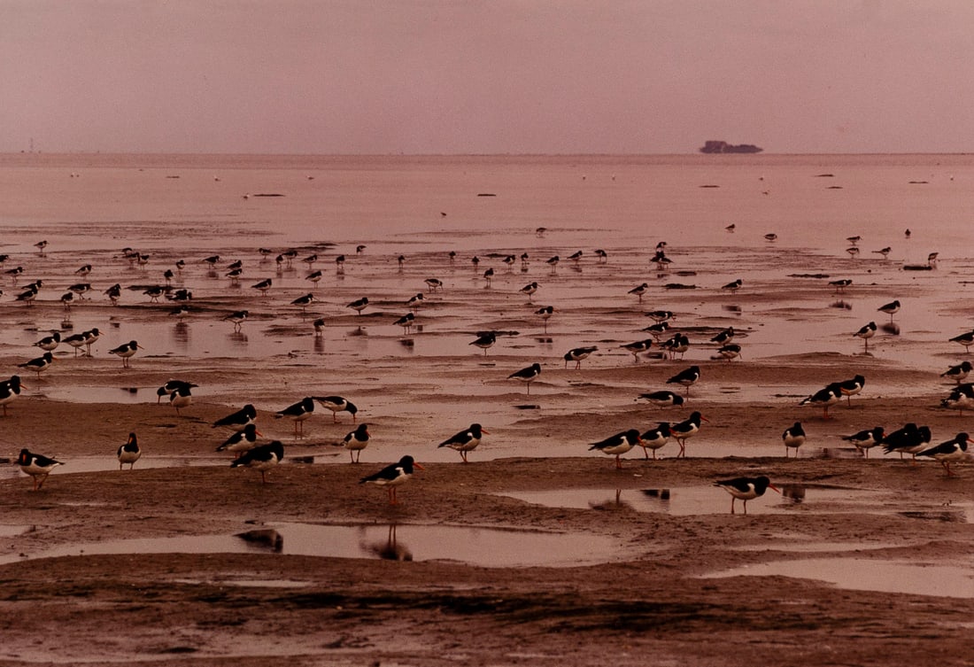 ULRICH MACK | WATTENMEER PELLWORM (1 of 1)