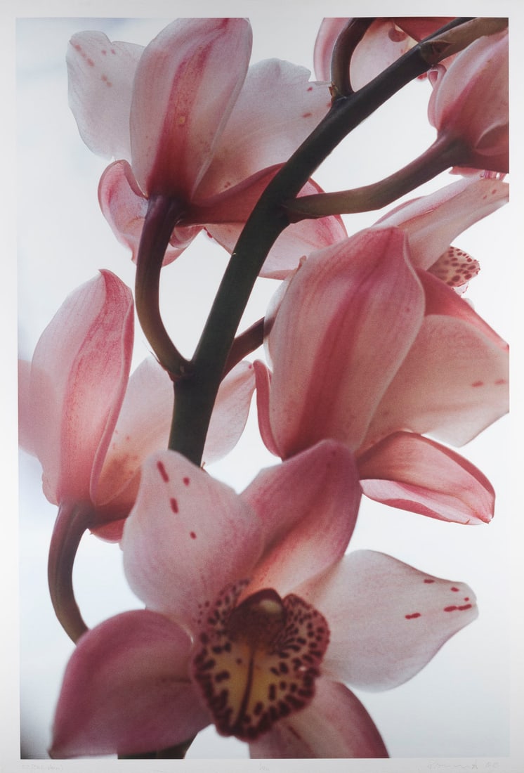 THOMAS FLORSCHUETZ | 'O.T. (ORCHIDEEN)' (2000): THOMAS FLORSCHUETZ 1957 Zwickau 'O.T. (ORCHIDEEN)' (2000) Iris-Giclee-Print on firm wove paper. Frame dimensions 130.5 x 92.5 cm. Sheet size 120 x 82.5 cm. Titled in pencil at lower left, numbered at 