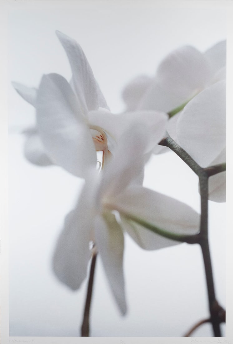 THOMAS FLORSCHUETZ | 'O.T. (ORCHIDEEN) II' (2000) (1 of 1)