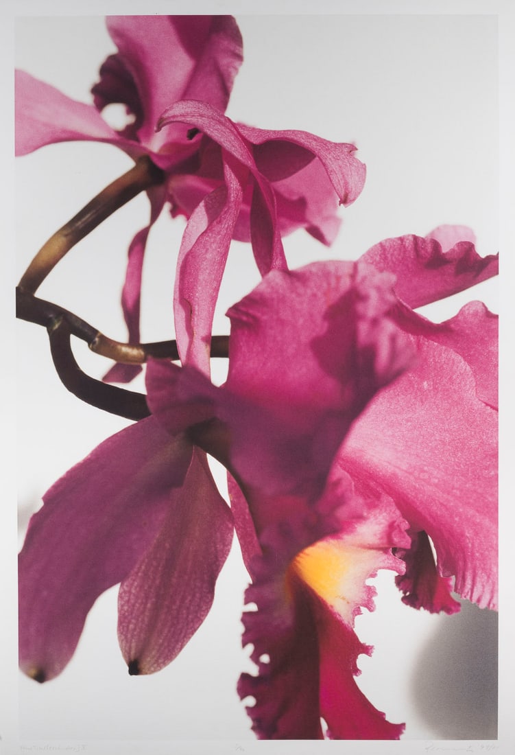 THOMAS FLORSCHUETZ | 'O.T. ORCHIDEEN V' (1999/2001): THOMAS FLORSCHUETZ 1957 Zwickau 'O.T. ORCHIDEEN V' (1999/2001) Iris-Giclee-Print on firm wove paper. Frame dimensions 130.5 x 92.5 cm. Sheet size 120 x 82.5 cm. Titled in pencil at lower left, numbere