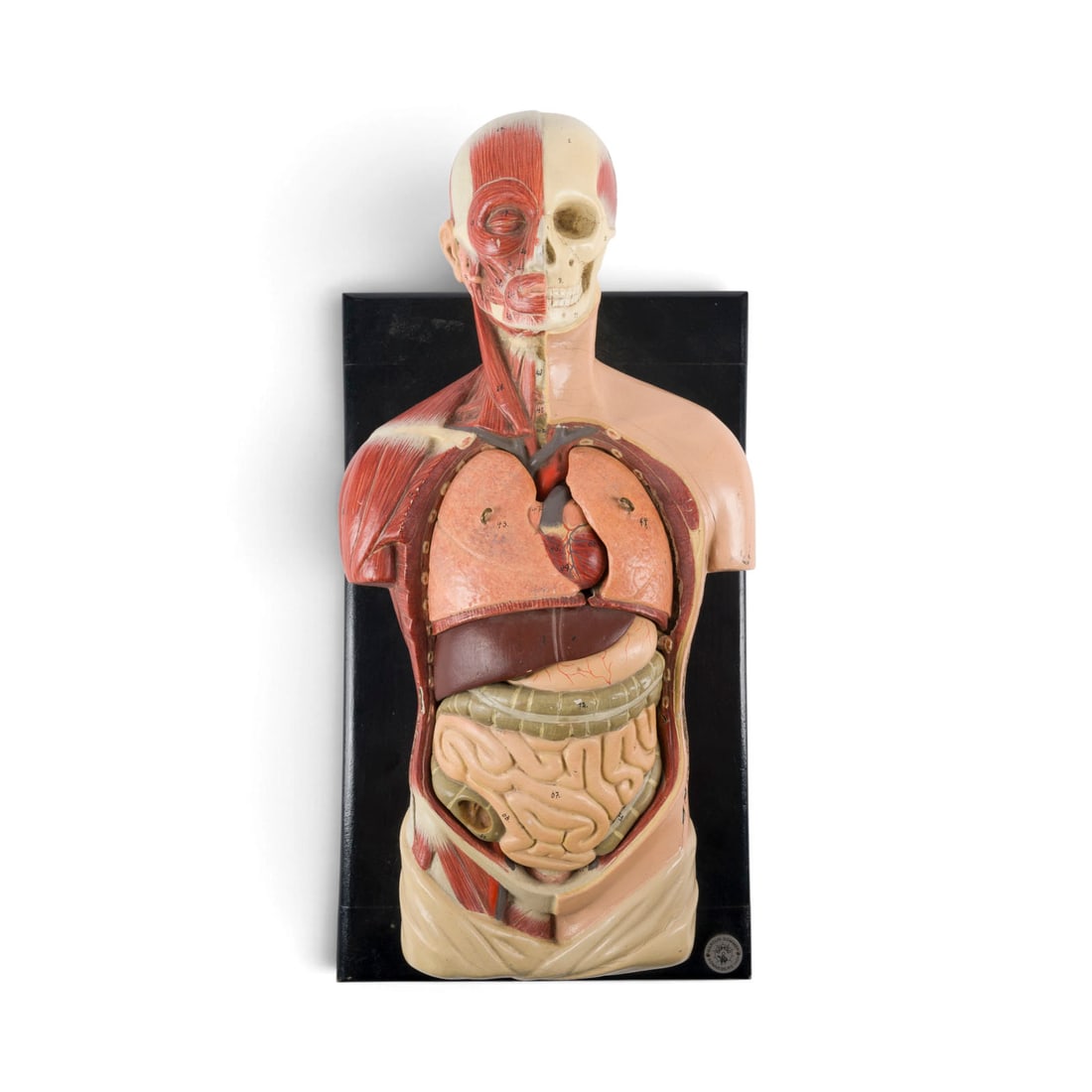 | ANATOMIE TORSO-MODELL: ANATOMY TORSO MODEL German, Thuringia, Marcus Sommer Sonneberg, 1st half of the 20th century Wood, plastic, painted, mounted on a black painted wooden base with a stand. 37 x 22 x 13 cm.