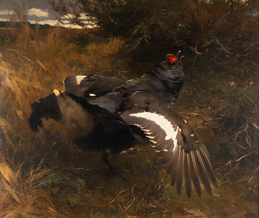 GEORG STURM | BIRKHAHN: GEORG STURM 1855 Wien - 1923 Wageningen BIRKHAHN Oel auf Leinwand. 63 x 76 cm (R. 77 x 89 cm). Unten rechts signiert. Rahmen.GEORG STURM 1855 Wien - 1923 Wageningen BIRKHAHNOel auf Leinwand. 63 x 76