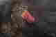 item-91489229=9