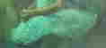 item-102726773=3