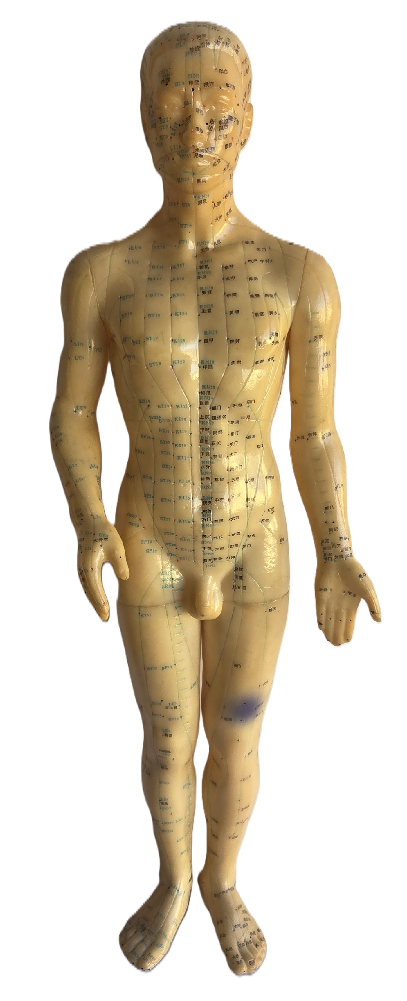 Vintage Chinese 23.25 inches Tall Vinyl Rubber Male Acupuncture Meridian Male: Vintage Chinese 23.25 inches Tall Vinyl Rubber Male Acupuncture Meridian Male. 8.25 inches wide, 4.25 inches front to back and 23.25 inches tall Provenance: Property of a Florida Gulf Coast funeral in