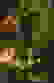 item-53830979=2