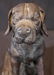 Heavy old bronze dog - 4