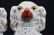 Pair large Staffordshire dogs, 12 in. T, 12 in W, - 2