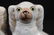 Large pair of white Staffordshire spaniels - 2