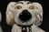 Pair Staffordshire dogs, 10 in. T, 7 in. W. - 2