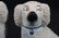 Pair Staffordshire poodles, 7 in. T, 5 in. W. - 2