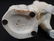 Pair Staffordshire poodles, 7 in. T, 5 in. W. - 4