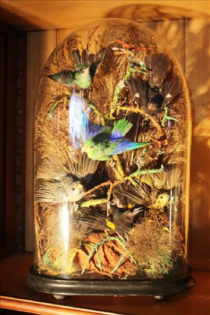 Pair large Victorian domes w 5 birds sitting in a bush, (1 of 2)