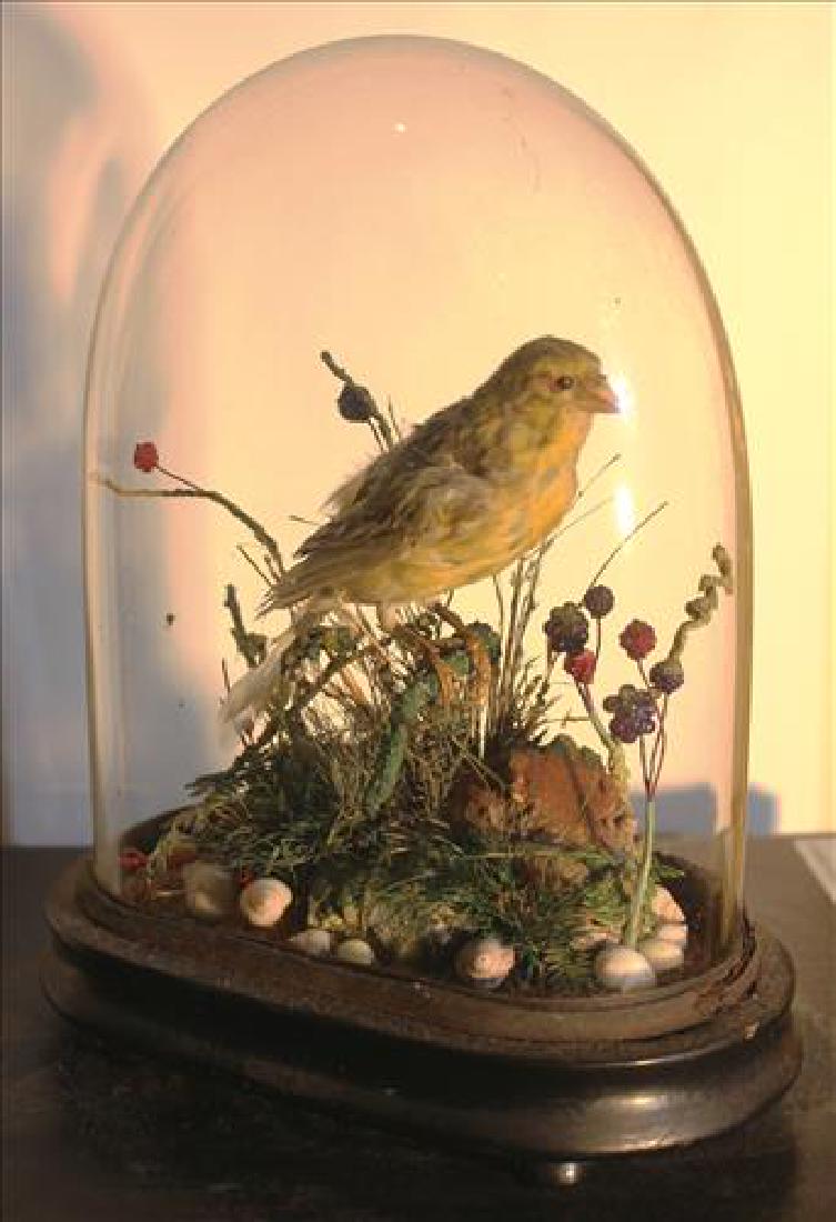 Small Victorian dome with a bird, 9T (1 of 2)