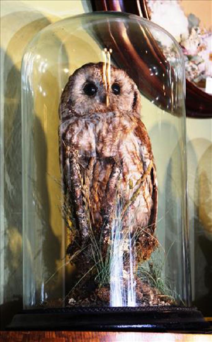 Tall Victorian dome with an owl inside the glass, 17T (1 of 1)