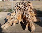 Highly detailed carvings on a teakwood tree trunk