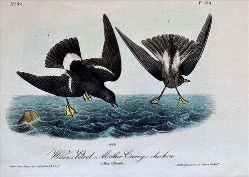 Original first edition Audubon print by Bowen, Two birds in flight (1 of 2)