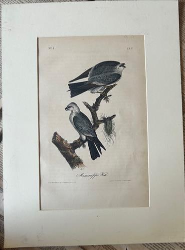 First Edition Audubon print by Bowen, 24 x 18, Mississippi K. H. (1 of 2)