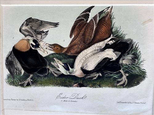 First Edition Audubon print by Bowen, 24 x 18, Eider Duck (1 of 1)