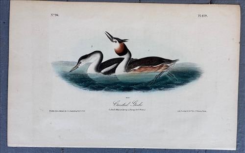 First Edition Audubon print by Bowen, 24 x 18, see photo (1 of 2)