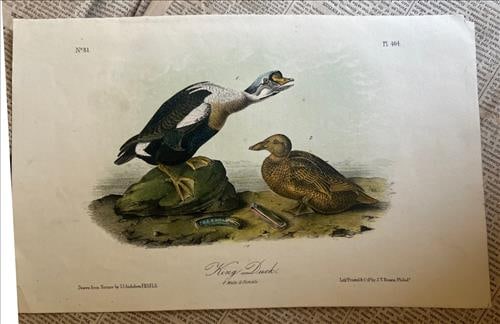 First Edition Audubon print by Bowen, 24 x 18, King Duck (1 of 2)