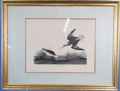 Antique print, titled Wilson's Phalaropes, by Audubon, 26 x 21 (1 of 7)