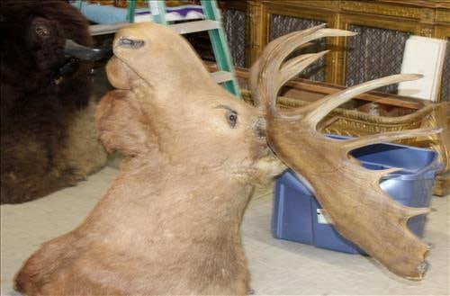 Professional Taxidermy of moose head, 58 in. T, 52 in. W. (1 of 3)