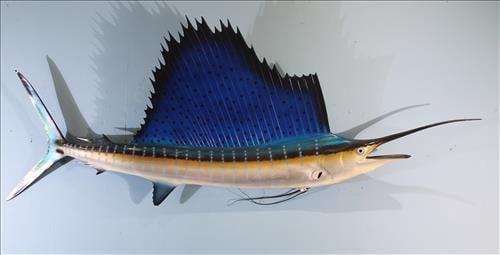 Sailfish Replica Wall Mount