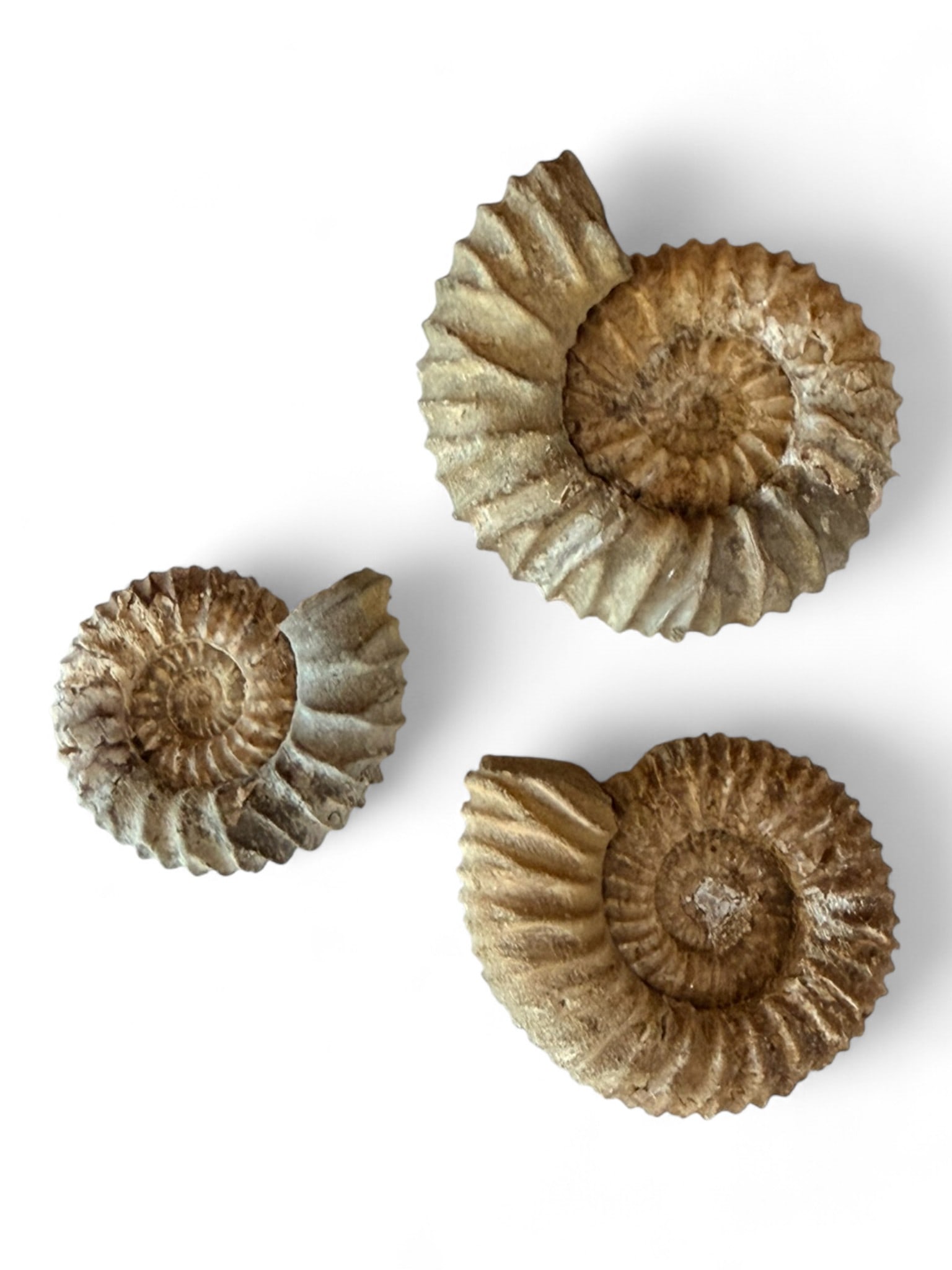 Three Ammonite Fossils, Jurassic Period, Europe: A group of three ammonite fossils displaying classic ribbed spirals, each with natural calcified surface in gray and tan tones. Likely from Jurassic deposits in England or France. Largest approximatel