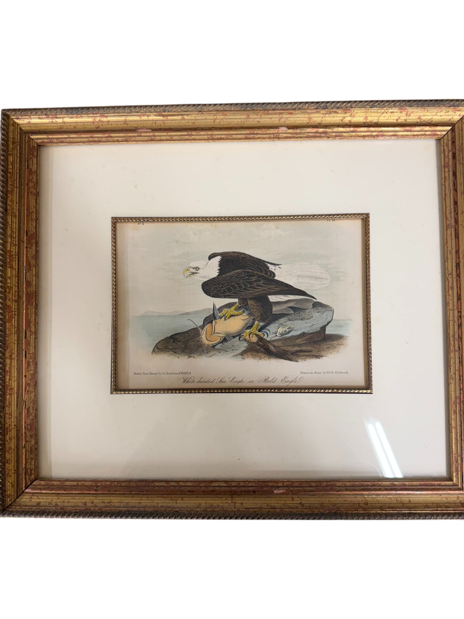 John James Audubon (1785–1851), White Headed Sea Eagle or Bald Eagle, Royal Octavo Edition (1 of 3)