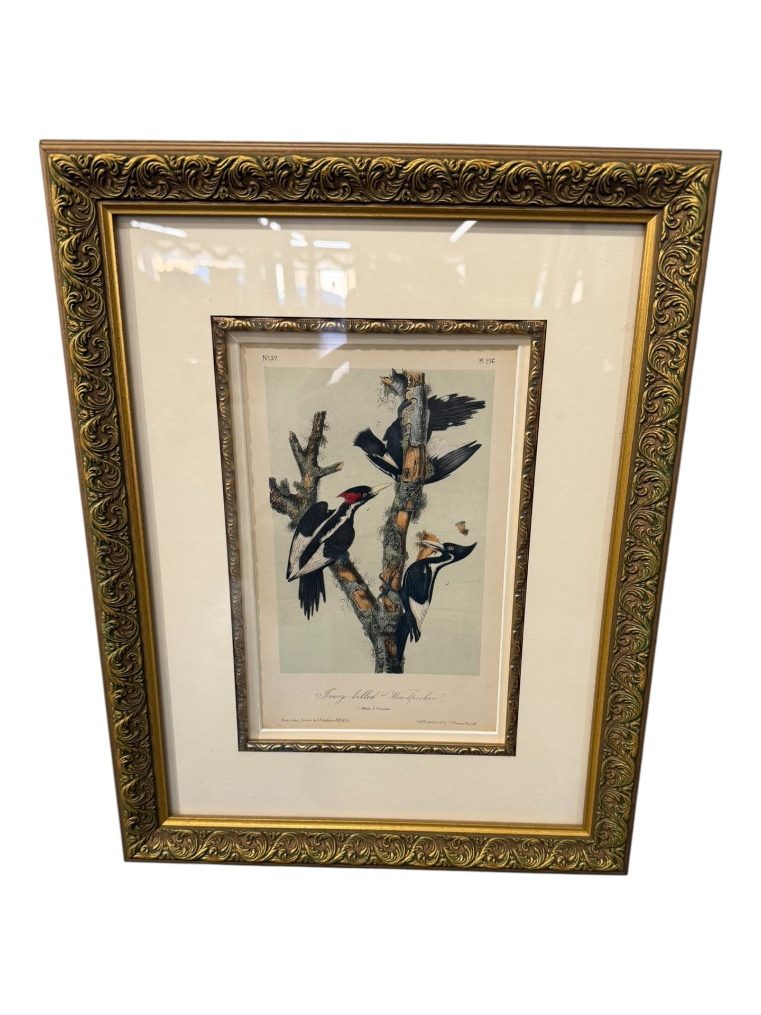 John James Audubon (1785–1851) Ivory-Billed Woodpecker, Plate 256 (No. 52), from The Birds of (1 of 2)