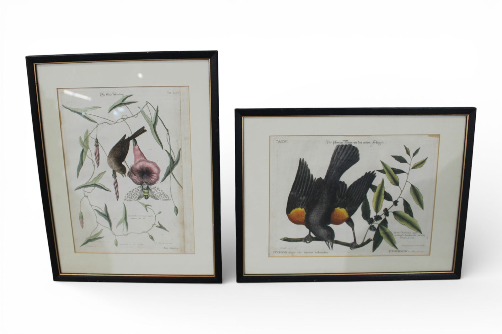 Pair of Framed Bird Prints (After Moniau) (1 of 3)
