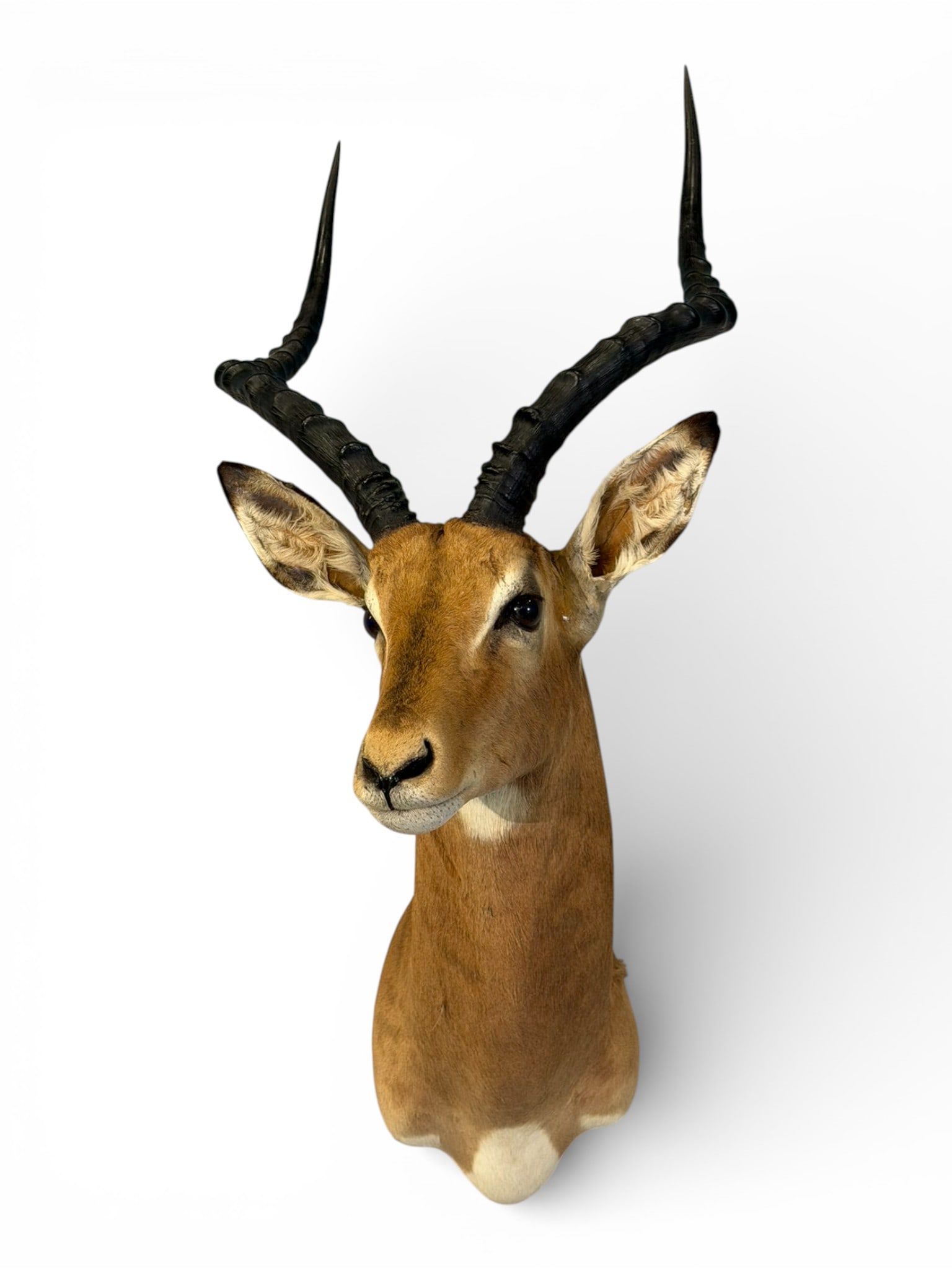 African Impala Shoulder Mount Trophy (1 of 4)