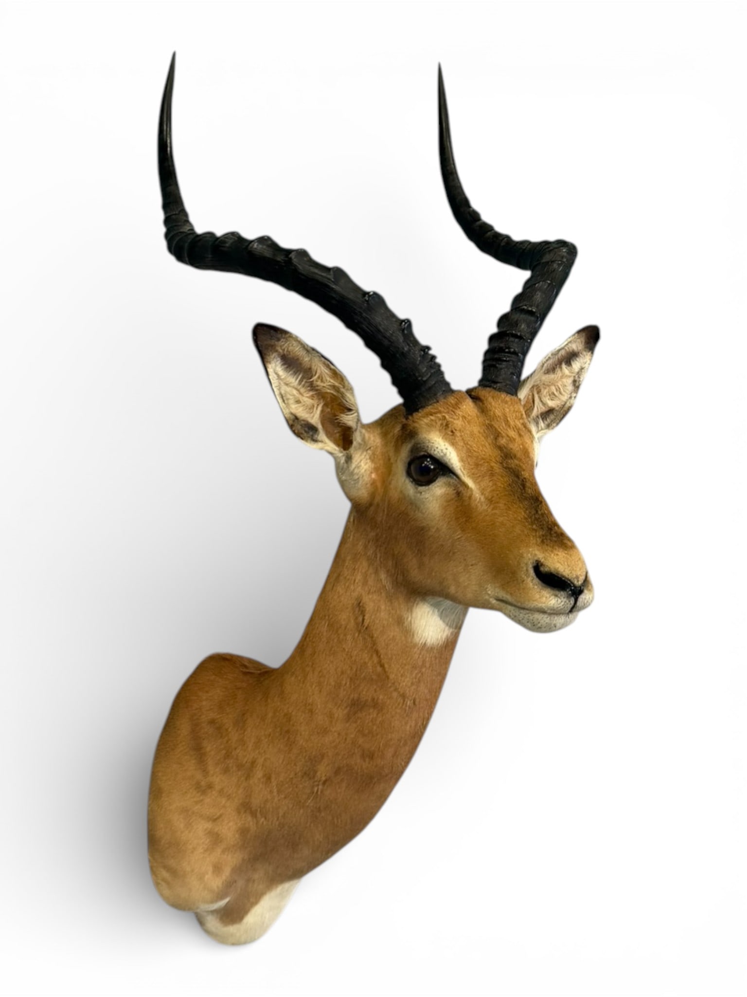 African Impala Shoulder Mount Trophy - 2