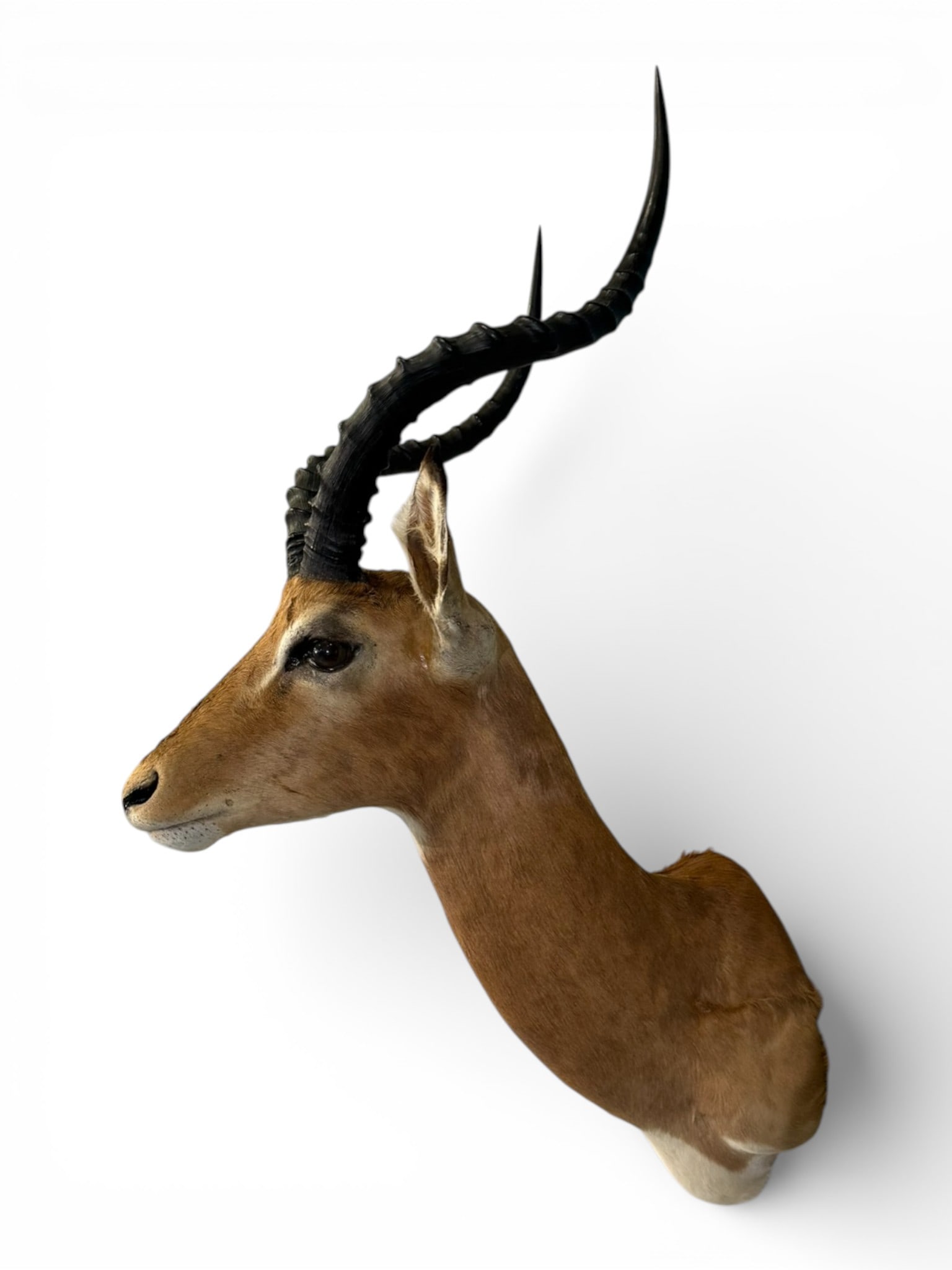 African Impala Shoulder Mount Trophy - 3