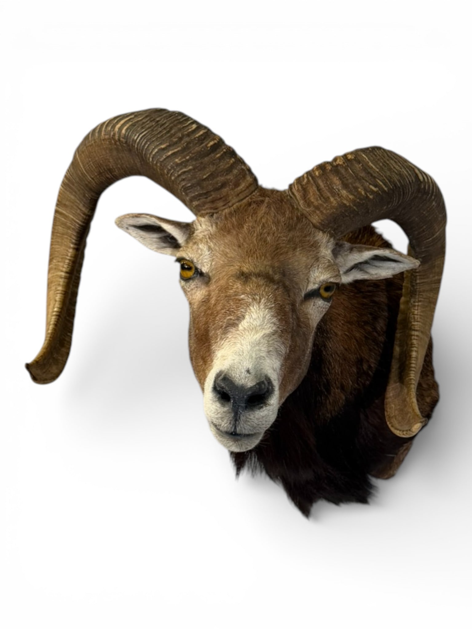 European Ram (Wild Sheep) Trophy Mount (1 of 4)