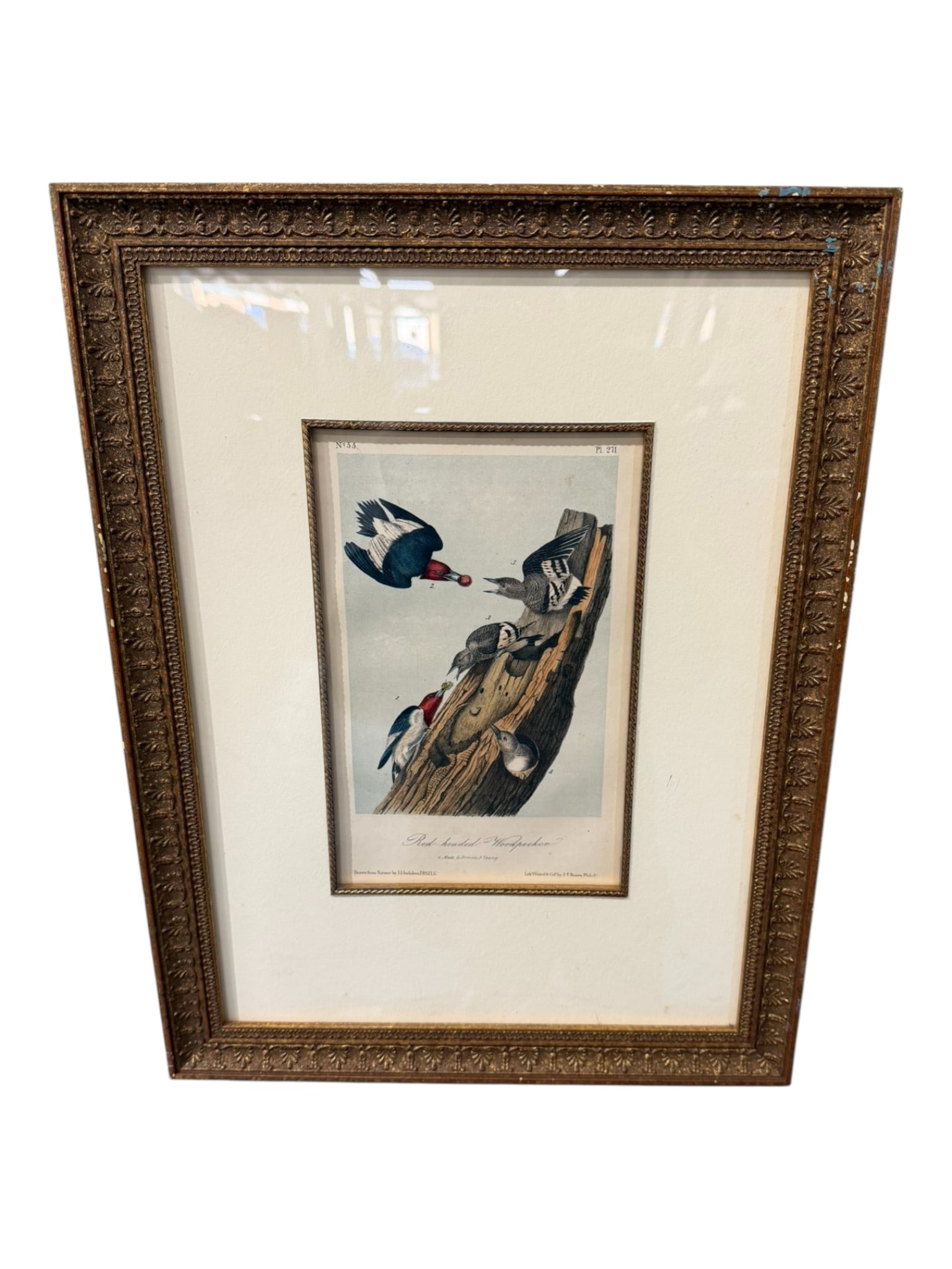 John James Audubon (American, 1785–1851) “Red-headed Woodpecker,?? Plate 271: Hand-colored lithograph after Audubon illustrating the Red-headed Woodpecker in a dynamic multi-bird composition. The striking crimson head and bold black-and-white plumage make this one of