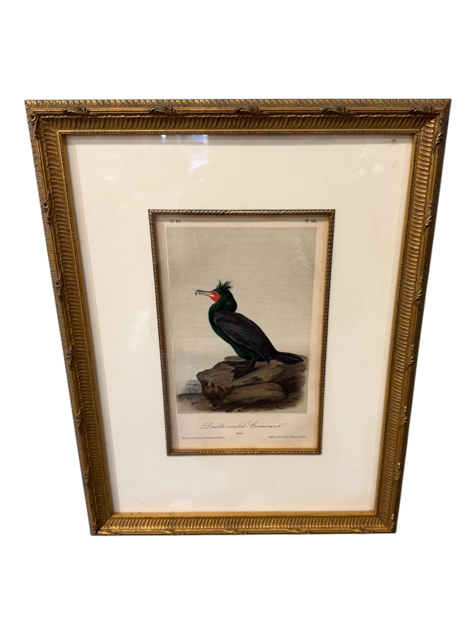 John James Audubon (1785–1851) Double-crested Cormorant (Plate 416): From The Birds of America, this hand-colored lithograph depicts the Double-crested Cormorant perched alertly upon a rocky outcrop, rendered with Audubon’s characteristic combination of scientific