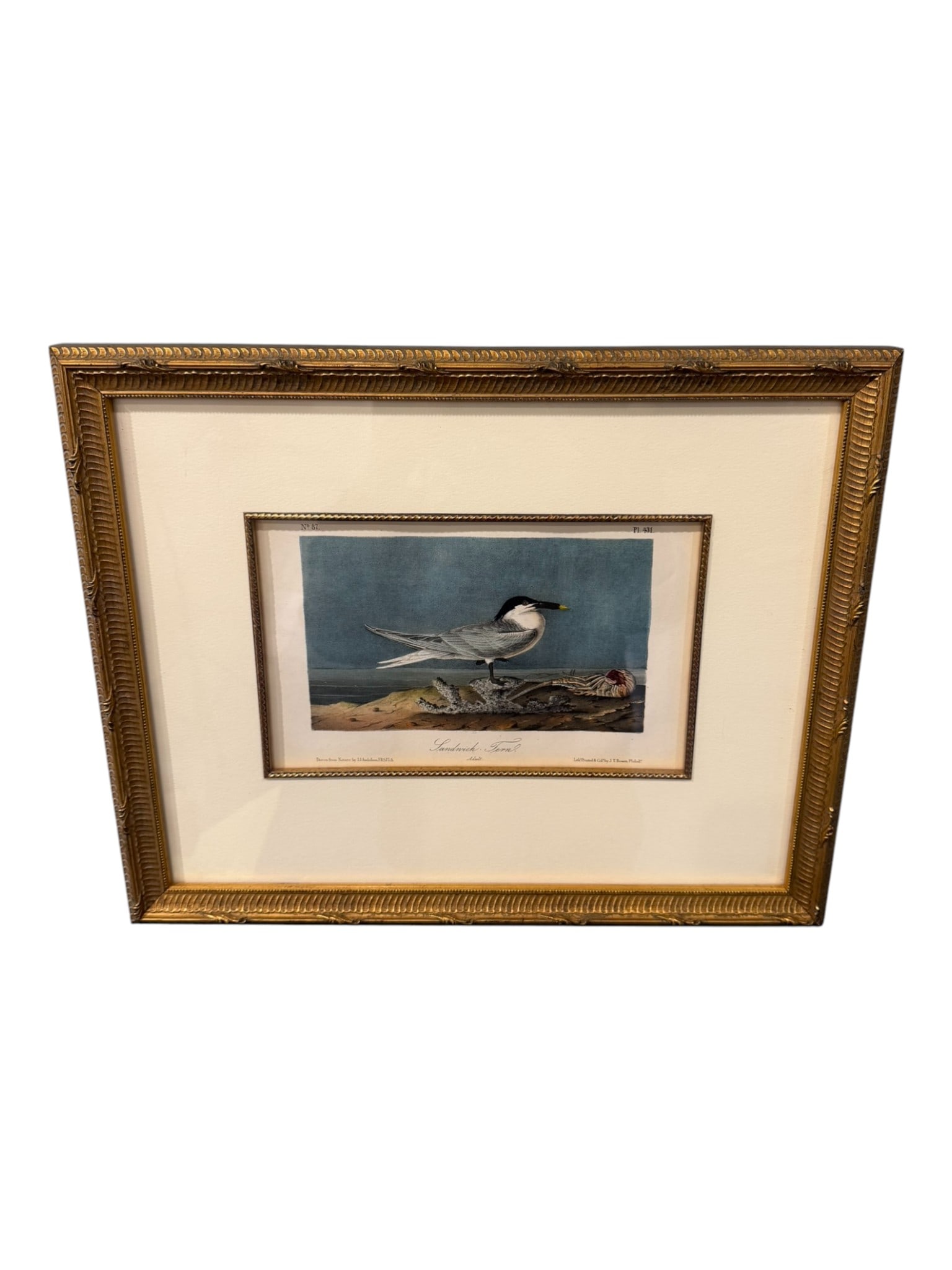 John James Audubon (American, 1785–1851) Sandwich Tern, Plate 431 (Octavio Collection): Hand-colored lithograph from The Birds of America, printed by J.T. Bowen, Philadelphia. The Sandwich Tern is rendered in poised profile against a cool marine horizon, with delicate attention to