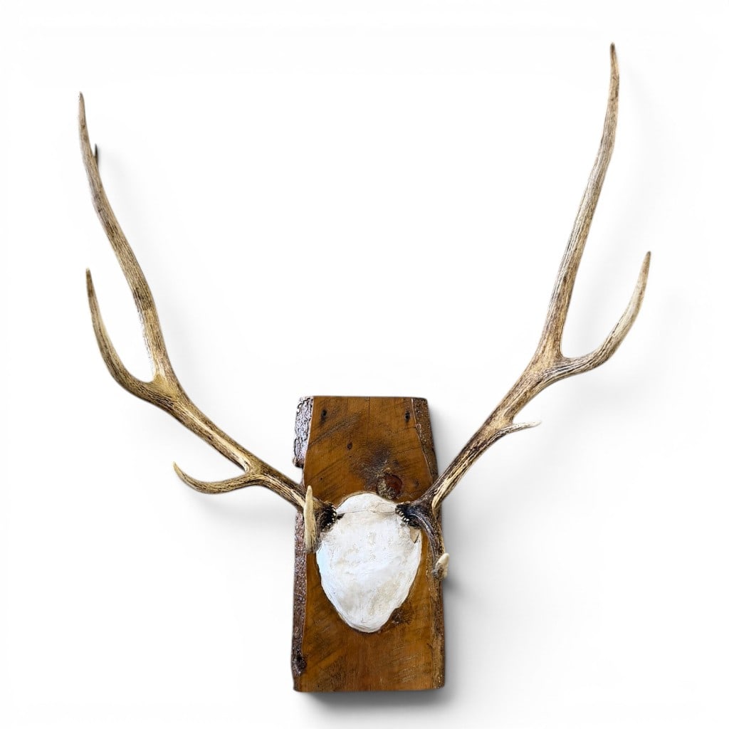 Mounted Elk Antlers On Wood Plaque (1 of 4)