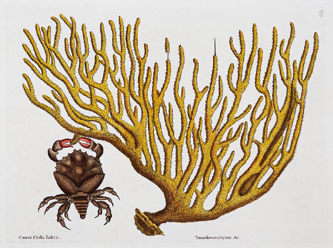 Mark Catesby (British, 1683-1749): Mark Catesby (British, 1683-1749), "The Sea Hermit Crab" and "The Red Clawed Crab", 2 hand-colored engravings from The Natural History of Carolina, Florida and the Bahama Islands, sheet 21 1/2 in. x 1