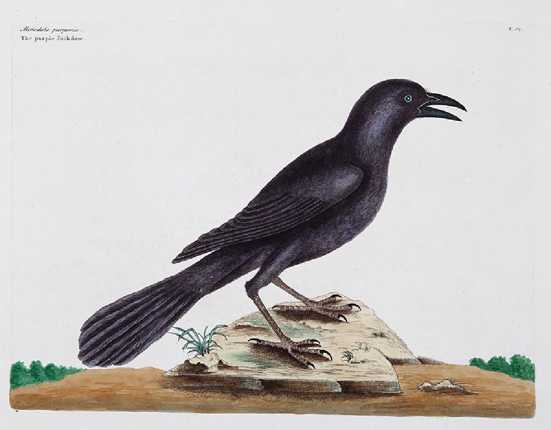 Mark Catesby (British, 1683-1749): Mark Catesby (British, 1683-1749), "The Purple Jack Daw", and "The Chattering Plover", 2 hand-colored engravings from The Natural History of Carolina, Florida and the Bahama Islands, sheet 21 1/2 in.