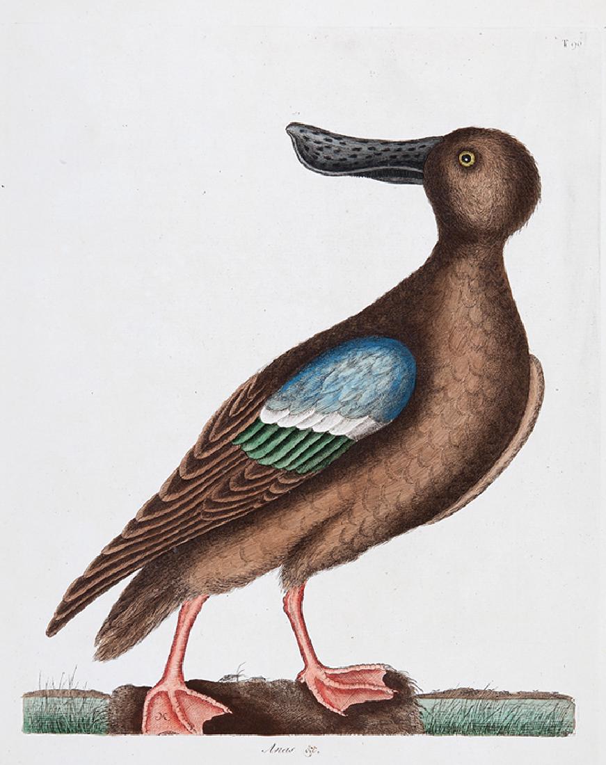 Mark Catesby (British, 1683-1749): Mark Catesby (British, 1683-1749), "The Blue Winged Shovler" and "The American Swallow", 2 hand-colored engravings from The Natural History of Carolina, Florida and the Bahama Islands, sheet 21 1/2 in