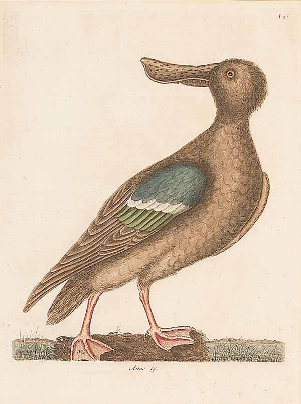 After Mark Catesby (English, 1682-1749): After Mark Catesby (English, 1682-1749) , "Round Crested Duck (Hooded Merganser)", Vol. I, plate 94 and "Blue Winged Shoveler (Northern Shoveler)", Vol I, plate 96, from "Natural History of Carolina,
