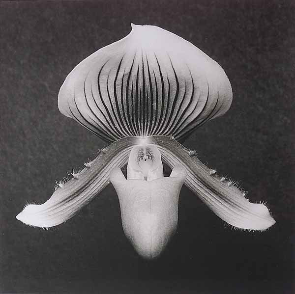 Robert Mapplethorpe, silver gelatin print stamped: Robert Mapplethorpe (American, 1946-1989), “Orchid, 1988”, silver gelatin print, 20 in. x 24 in., estate stamped and signed by Michael Ward Stout, Executor, framed according to Mapplethorpe’s sp