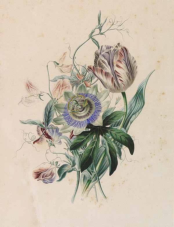 After George Brookshaw (British, 1751-: After George Brookshaw (British, 1751-1823) , "Black Muscadine Grapes", a stipple engraving from Pomona Britannica, plate 16 in. x 13 in., sight 18 in. x 15 in., together with a handcolored engraving